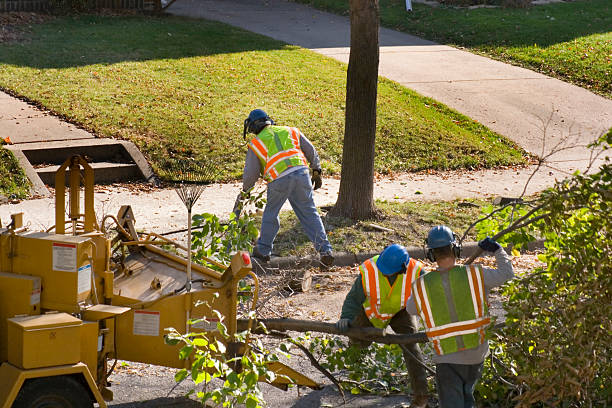 Best Tree Disease Treatment  in Giddings, TX