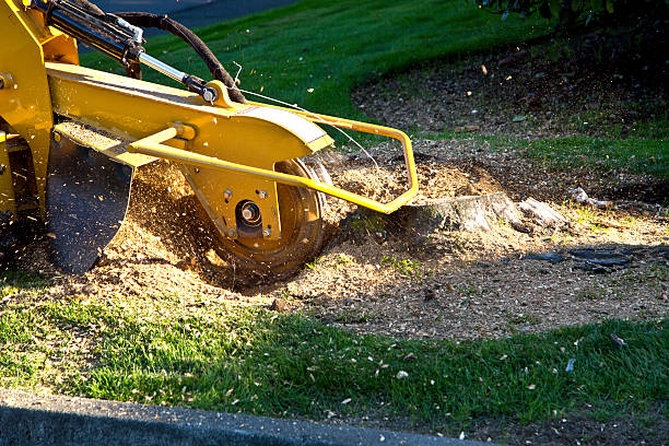 How Our Tree Care Process Works  in  Giddings, TX